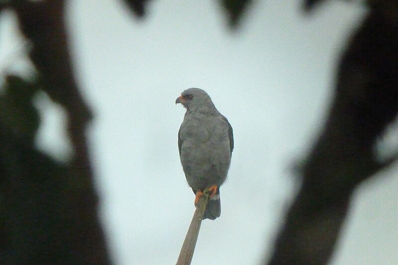 Plumbeous Hawk 2015-06-09 (5) (40326975931)