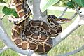Pratik jain dahod python