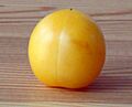 Prunus domestica