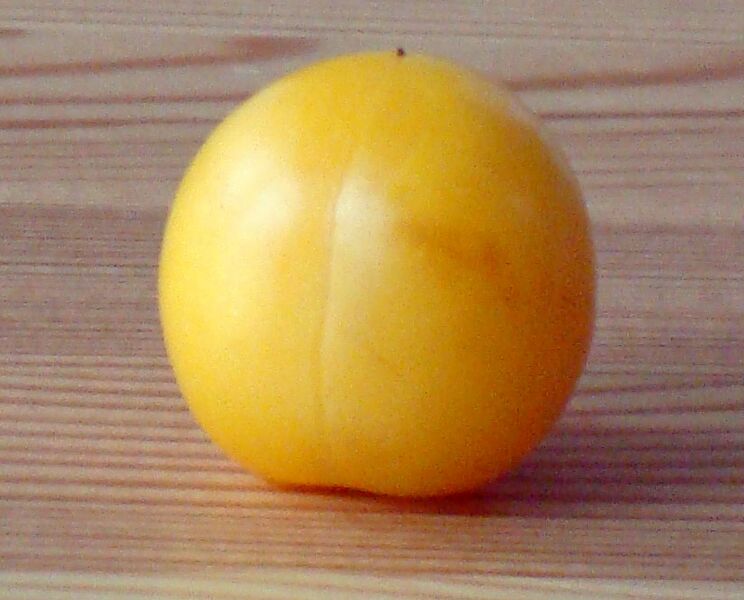 Prunus domestica