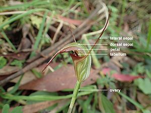 Pterostylis abrupta (labelled)