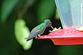 Purple-chested Hummingbird 2015-06-09 (1) (40281635472)