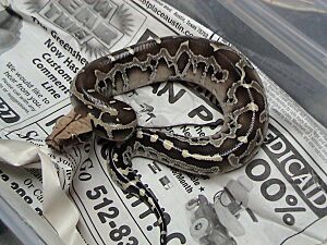 Python breitensteini