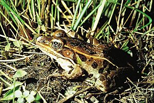 Rana pipiens
