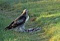 Red-tailed Hawk (juvenile) on Seedskadee National Wildlife Refuge (28922103625)