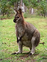 Red necked wallaby444