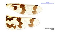 Rhyothemis graphiptera female wings (34219287924)