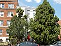 Roosevelt Apartment Building DC