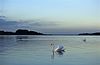 Rutland Water - swans (508268544).jpg