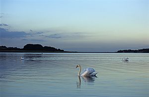 Rutland Water - swans (508268544)