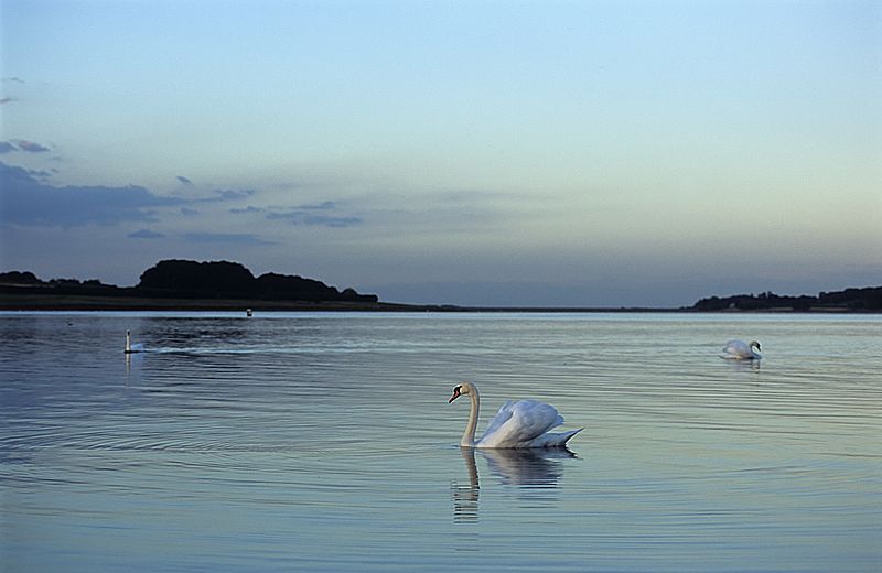 Rutland Water - swans (508268544)