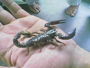 Scorpion on Palm at Amroha.