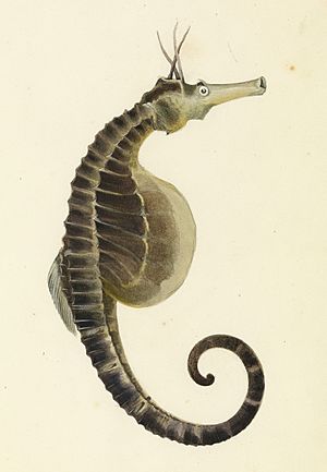 Sketchbook of fishes - 18. (Pot bellied) Sea horse - William Buelow Gould, c1832.jpg