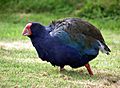 South Island Takahe. (Porphyrio hochstetteri) (8177479445)