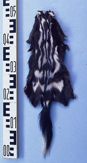 Spilogale putorius (Spotted skunk) fur skin