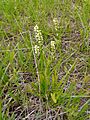 Spiranthes lucida SCA-1430c