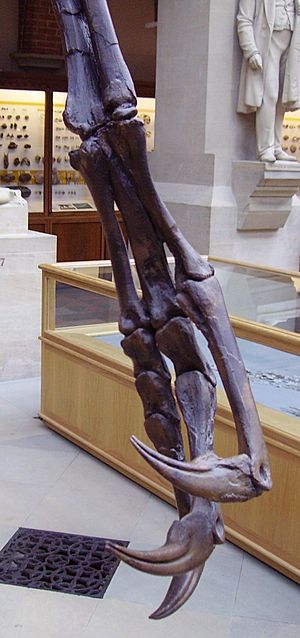 Struthiomimus sedens manus