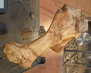 Struthiosaurus occitanicus humerus
