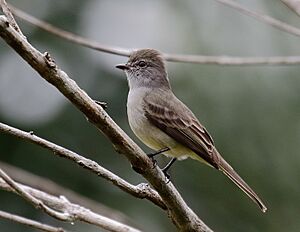 Sublegatus obscurior - Todd's scrub-flycatcher, Pte. Figueiredo, Amazonas, Brazil.jpg