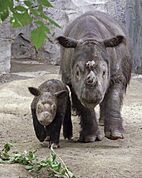 Sumatran Rhino