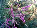 Tamarix tetrandra FlowersCloseup ParquedelasDunasTorrelaMata