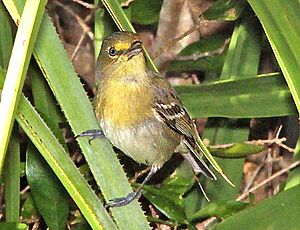 Thick-billed Vireo.jpg