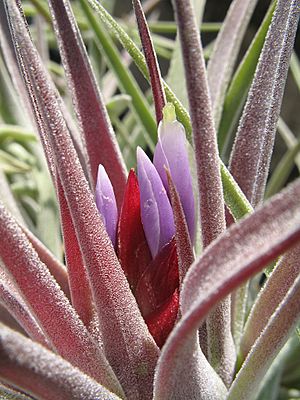 Tillandsia kammii (TS) 2-04040.jpg