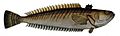 Trachinus draco1