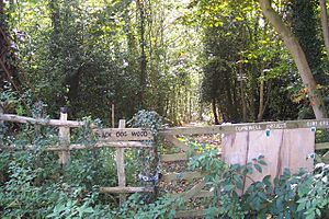 Track into Black Dog Wood - geograph.org.uk - 1512787.jpg