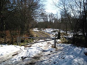 Track to Palacerigg - geograph.org.uk - 1746166