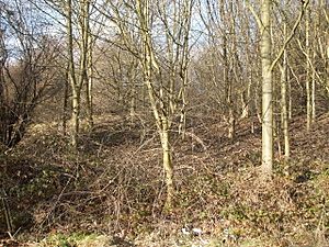 Trees in Scholes Coppice - geograph.org.uk - 1724989
