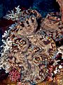 Tridacna squamosa (Giant clam) Manatuto