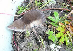 Tundra shrew (Sorex tundrensis)
