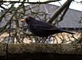Turdus merula -garden wall-8