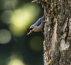 Velvet-Fronted Nuthatch with insect catch