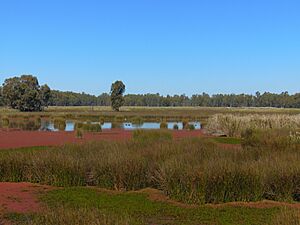 View of wetlands in Murray Valley National Park, NSW