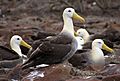 Waved Albatross (Phoebastria irrorata) -Espanola -Punta Suarez3