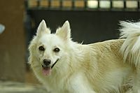 White Pomeranian 2 and half years Old