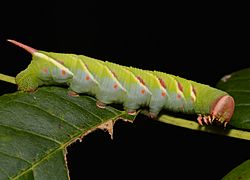 - 7787 – Ceratomia undulosa – Waved Sphinx Moth caterpillar (44629357711)