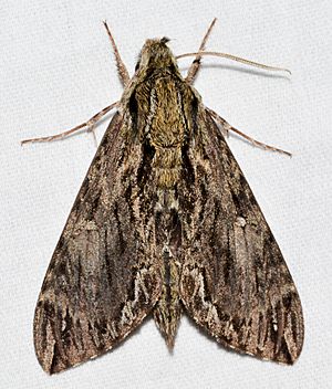 - 7796 – Lintneria eremitus – Hermit Sphinx Moth (35064684844).jpg
