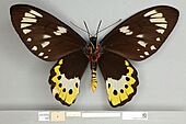 013605449 Ornithoptera paradisea ventral female
