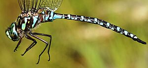 Canada darner Facts for Kids