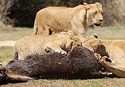 African lion, Panthera leo feeding at Krugersdorp Game Park, South Africa (30070960385)