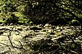 Almondrocks