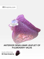 Anterior semilunar leaflet of pulmonary valve