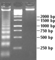 Apoptotic DNA Laddering