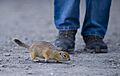 Arctic Ground Squirrel Under Foot (5302631240)