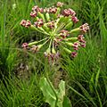 Asclepias amplexicaulis