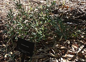 Banksia audax
