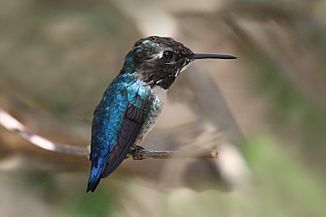 Bee hummingbird (Mellisuga helenae) adult male non-breeding